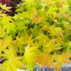 Javor dlaňolistý (Acer palmatum) ´ORANGE DREAM´ - výška 30-40 cm, kont. C1L